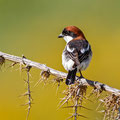 Lanius senator - Woodchat Shrike - Rotkopfwürger, Cyprus, Anarita, March 2016