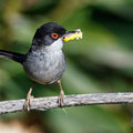 Sylvia melanocephala - Sardinian Warbler - Samtkopf-Grasmücke, Cyprus, Anarita Park, April 2016