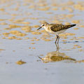 Zwergstrandläufer, Little Stint, Calidris minuta, Cyprus, Limassol, Lady Miles, August 2018