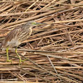 Rallenreiher, Squacco Heron, Ardeola ralloides, Cyprus, Limassol, Zakaki Marsh - Pool, 18. October 2018