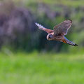 Turmfalke, Common Kestrel, Falco tinnunculus, Cyprus, Asprokremmos - Nata, Januar 2019