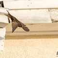 Mauersegler, Common Swift, Apus apus, Cyprus, Paphos - Moutthalos, 29. April 2017