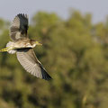 Nachtreiher, Black-croned Night Heron, Nycticorax nycticorax, Cyprus, Limassol, Zakaki Marsh + Pool, August 2018