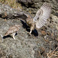 Steinkauz, Little Owl, Athene noctua, Cyprus, Paphos - Anarita Park Area, Futterübergabe, Mai 2018