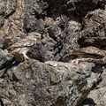 Steinkauz, Little Owl, Athene noctua, Cyprus, Paphos - Anarita Park Area, Futterübergabe, Mai 2018