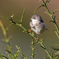 Sylvia curuca - Lesser Whitethroat - Klappergrasmücke, Cyprus, Anarita, March 2016