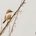 Lanius phoenicuroides, Rotschwanzwuerger, Red-tailed (Turkestan) Shrike, Cyprus, Mandria Beach, April 2016