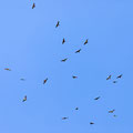 Wespenbussard, European Honey Buzzard, Pernis apivoorus, Cyprus, Akrotiri - Zakaki Marsh, September 2018