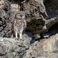 junge Steinkauze, juvenile Little Owl, Athene noctua, Cyprus, Paphos - Anarita Park Area, Juni 2018