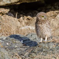 juvenile Little Owl´s, Athene noctua, Cyprus, Paphos - Anarita Park Area, around breeding cave, Mai - June 2018