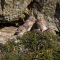 juvenile Little Owl´s, Athene noctua, Cyprus, Paphos - Anarita Park Area, around breeding cave, Mai - June 2018