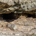 juvenile Little Owl´s, Athene noctua, Cyprus, Paphos - Anarita Park Area, around breeding cave, Mai - June 2018