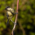 Kohlmeise, Great Tit, Parus Major, Cyprus, Ineia-Pittokopos, Juli 2018