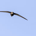 Fahlsegler, Pallid Swift, Apus pallidas, Cyprus, Akrotiri Marsh, 11.April 2018 