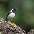 Mittelmeer-Steinschmätzer, Black-eared Wheatear male, Oenanthe hispanica, Cyprus, Androlikou Area, April 2019