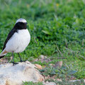 Schwarzrücken-Steinschmätzer, Mourning Wheatear, Oenathe lugens, Cyprus, Pegeia - Agios Georgios, Cape Drepanum, Februar 2019