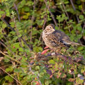 Grauammer, Corn Bunting, Emberiza calandra, Cyprus, Ineia-Pittokopos, Juli 2018