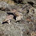 Steinkauz, Little Owl, Athene noctua, Cyprus, Paphos - Anarita Park Area, Futterübergabe, Mai 2018