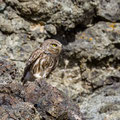 Steinkauz, Little Owl, Athene noctua, Cyprus, Paphos - Anarita Park Area, Juni 2018