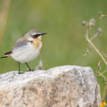 Oenanthe oenanthe - Northern Wheatear - Steinschmätzer, Cyprus, Anarita, March 2016