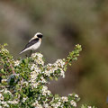 Oenanthe cypriaca - Cyprus Wheatear - Zypernsteinschmätzer, Cyprus, Anarita, March 2016