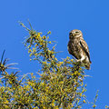 Steinkauz, Little Owl, Athene noctua, Cyprus, Paphos - Anarita Park Area, Fernsichtplatz, Mai 2018