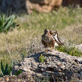 Buteo buteo - Common Buzzard - Maeusebussard, Cyprus, Mandria Beach, Februar 2016