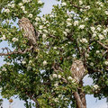 Athene noctua - Little Owl - Steinkauz, Cyprus, Anarita, March 2016