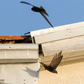 Mauersegler, Common Swift, Apus apus, Cyprus, Paphos - Moutthalos, 29. April 2017