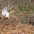 Rallenreiher, Squacco Heron, Ardeola ralloides, Cyprus, Limassol, Zakaki Marsh - Pool, 18. October 2018