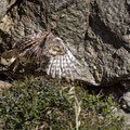 Steinkauz, Little Owl, Athene noctua, Cyprus, Paphos - Anarita Park Area, an der Bruthöhle, Mai 2018