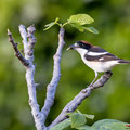 Rotkopfwürger, Woodchat Shrike, Lanius senator, Cyprus, Pegeia-Agios Georgios, our Garden, April 2019