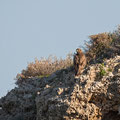 Buteo buteo - Common Buzzard - Maeusebussard, Cyprus, Mandria Beach, Februar 2016