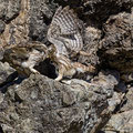 Steinkauz, Little Owl, Athene noctua, Cyprus, Paphos - Anarita Park Area, Futterübergabe, Mai 2018