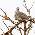 Oena capensis - Namaqua Dove (female) - Kaptäubchen, Cyprus, Mandria Greenhouse Area, March 2016