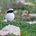 Schwarzrücken-Steinschmätzer, Mourning Wheatear, Oenathe lugens, Cyprus, Pegeia - Agios Georgios, Cape Drepanum, Februar 2019