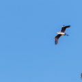 Ardea einetra - Grey Heron fly in - Graureiher, Cyprus, Oroklini Lake, Februar 2016