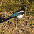 juvenile Elster, Eurasian Magpie, Picaa pica, Cyprus, Ineia-Pittokopos, Juli 2018