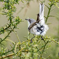 Sylvia curuca - Lesser Whitethroat - Klappergrasmücke