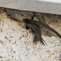 Mauersegler, Common Swift, Apus apus, Cyprus, Paphos - Moutthalos, 29. April 2017