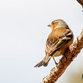 Fringilla coelebs - Common Chaffinch - Buchfink, Cyprus, Livadi tou Passia, March 2016