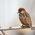 Passer hispaniolensis - Spanish Sparrow - Weidensperling, Cyprus, Mandria, March 2016