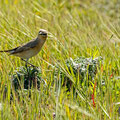 Oenanthe isabellina - Isabelline Wheatear - Isabellsteinschmätzer, Cyprus, Akrotiri, Gravel Pit, Februar 2016