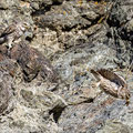 Steinkauz, Little Owl, Athene noctua, Cyprus, Paphos - Anarita Park Area, Futterübergabe, Mai 2018