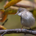 Klappergrasmücke, Lesser Whitethroat, Sylvia curuca, Cyprus, Pegeia-Agios Georgios, our Garden, April 2019