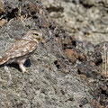 Steinkauz, Little Owl, Athene noctua, Cyprus, Paphos - Anarita Park Area, Warteposition, Mai 2018