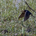 Rauchschwalbe, Barn Swallow, Hirundo rustica, Cyprus, Akrotiri Marsh, 11.April 2018 