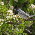 Sylvia ruepelli - Rüppell´s Warbler - Maskengrasmücke, Cyprus, Anarita, March 2016