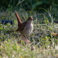 Nachtigall, Common Nightingale, Luscinia megarhynchos, Cyprus, Pegeia-Agios Georgios, our Garden, April 2019