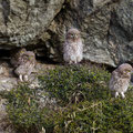 juvenile Little Owl´s, Athene noctua, Cyprus, Paphos - Anarita Park Area, around breeding cave, Mai - June 2018